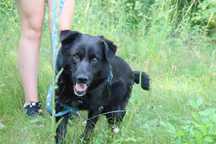 Tobi kochany pies do adopcji