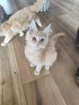 Kremowy kocurek Maine Coon- gotowy do odbioru