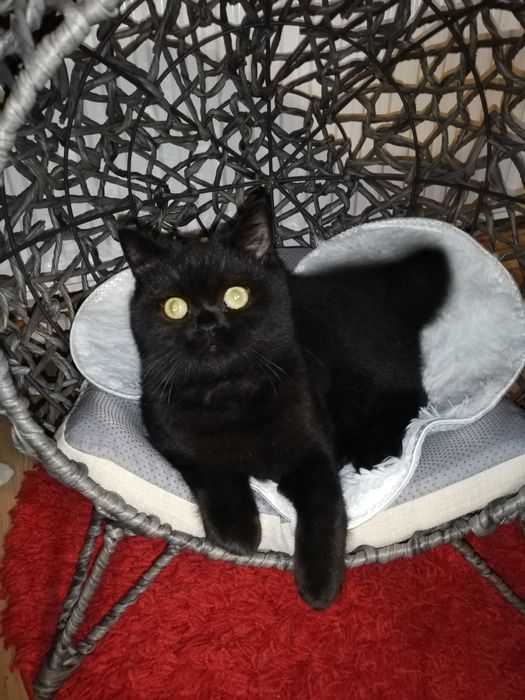 Kot koty kocięta brytyjski WYKASTROWANY