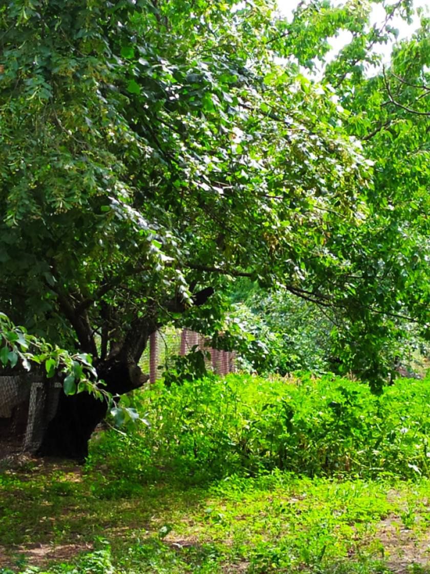 Продам будинок село Стариця