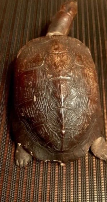 żółw preparowany z PRL