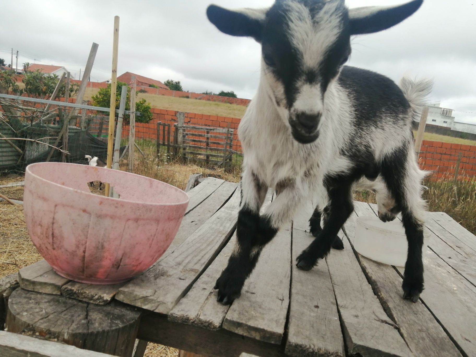 Vendo cabrito anão nascido em 20/05