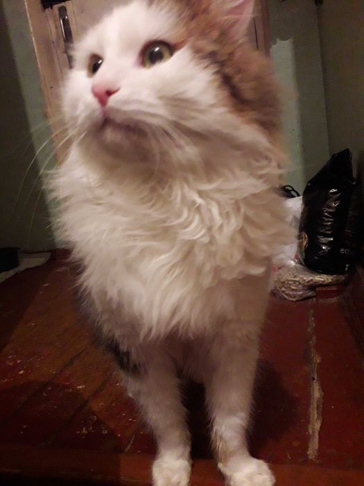 отдам кота бесплатно