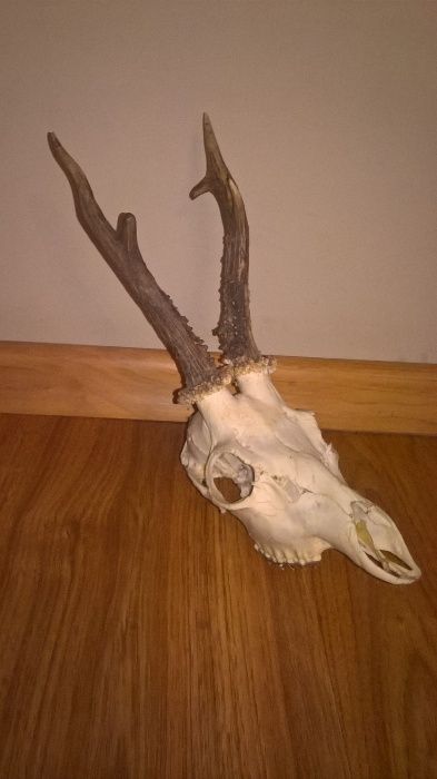 Bardzo ładne poroże, rogi, trofeum.