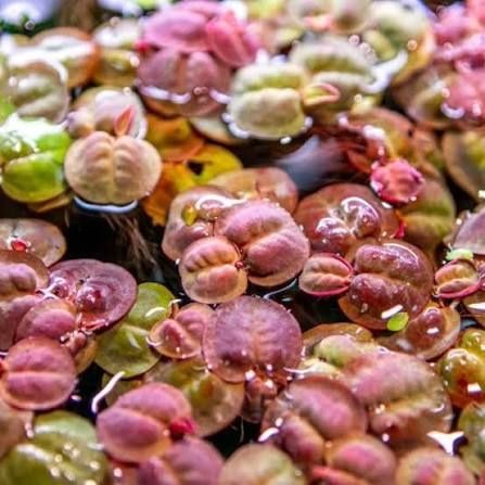 Phyllanthus fluitans rośliny pływające czerwone wysyłka in vitro