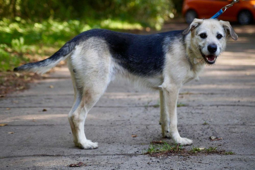 Do adopcji młody, średni, przyjazny pies o jasnym umaszczeniu