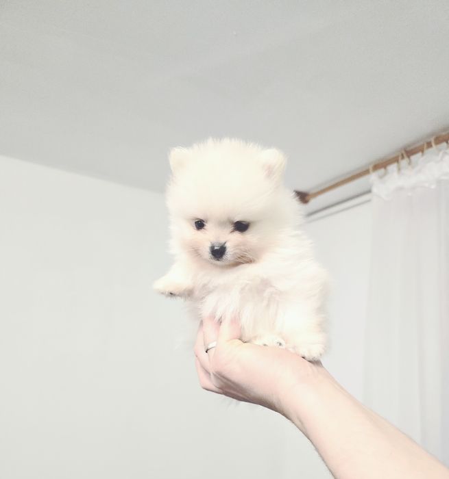 Szpic miniaturowy Pomeranian