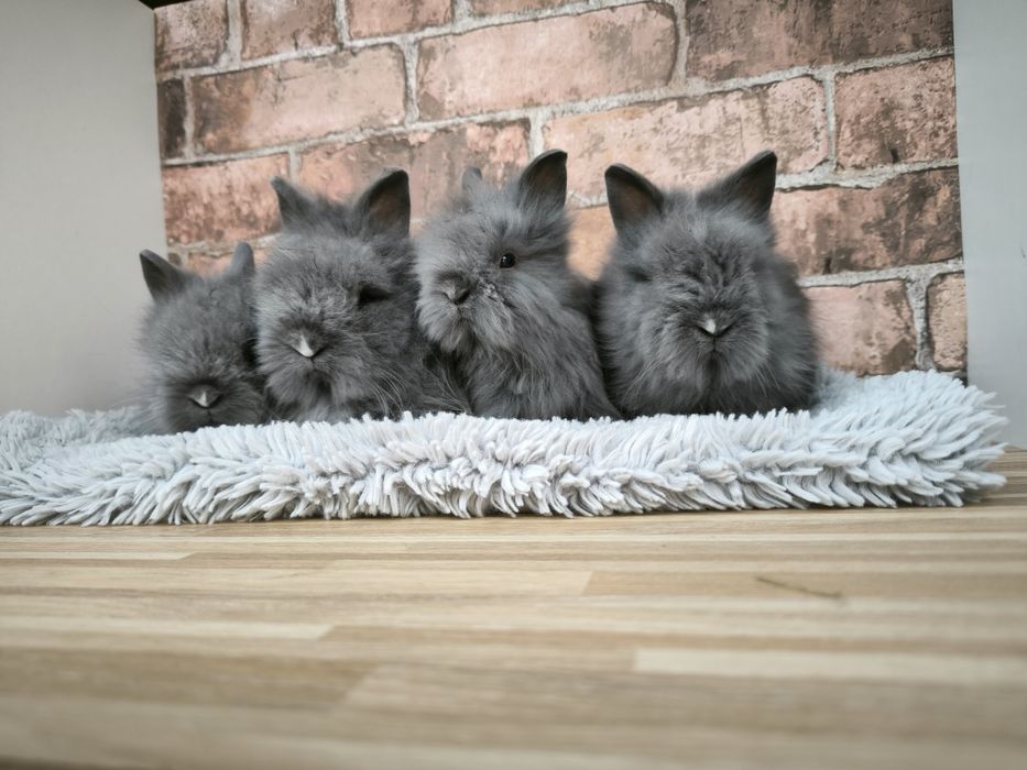 Króliczki rasy Karzełek Teddy długowłose puszyste mini króliki metryka