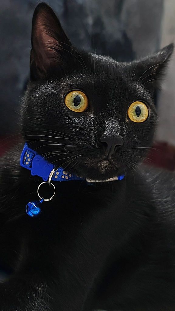 Gatinho para adoção