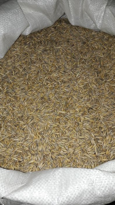 Sprzedam zboże: pszenica, pszenżyto, owies, 2025