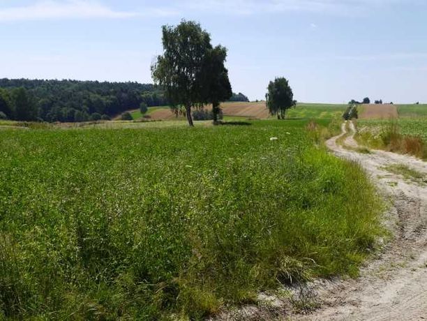 Syndyk sprzeda nieruchomość rolną 1,1 ha w miejscowości Werechanie