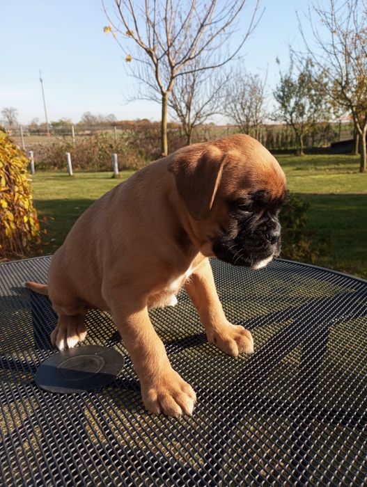 Bokser szczeniak pies