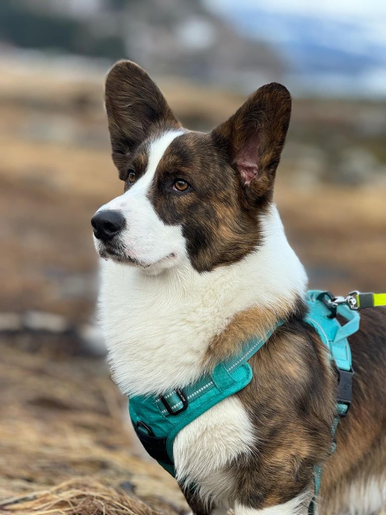 Welsh Corgi miot odbiór wrzesień/październik 2025!