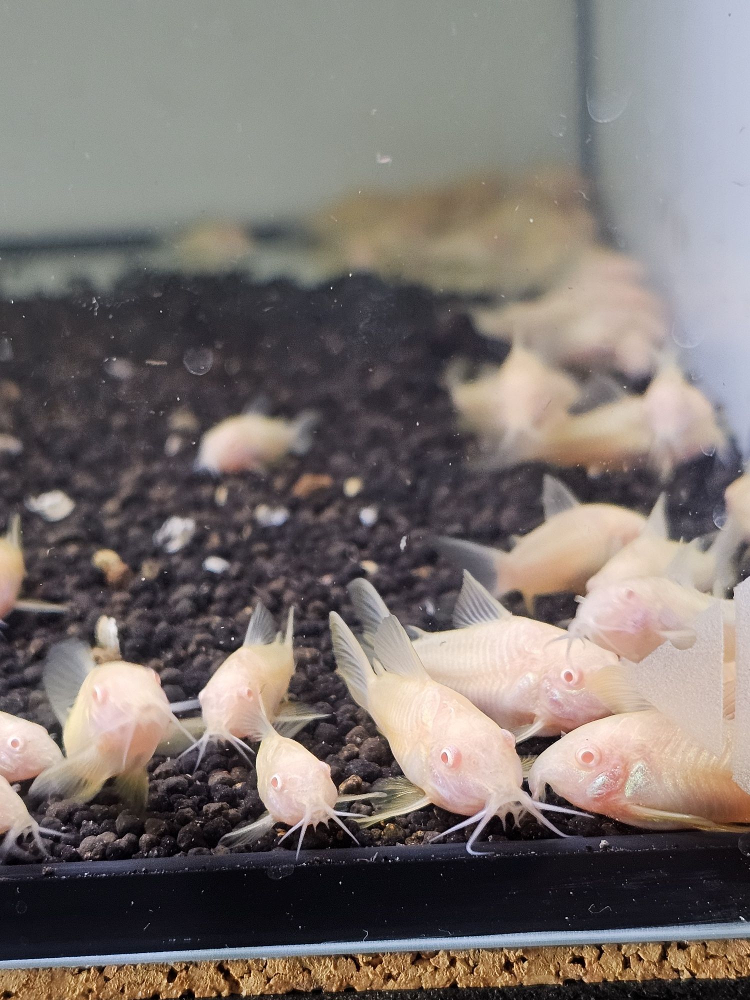11 Corydoras albinas disponíveis