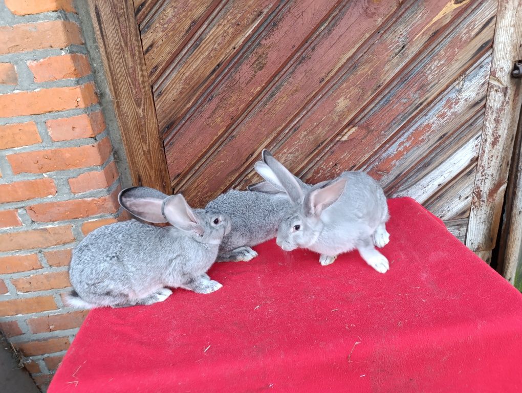 Belgijskie olbrzymy Szynszylowe Białe