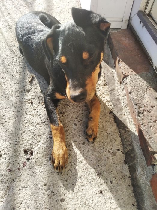 Oddam 1,5 miesięczną suczkę w dobre ręce