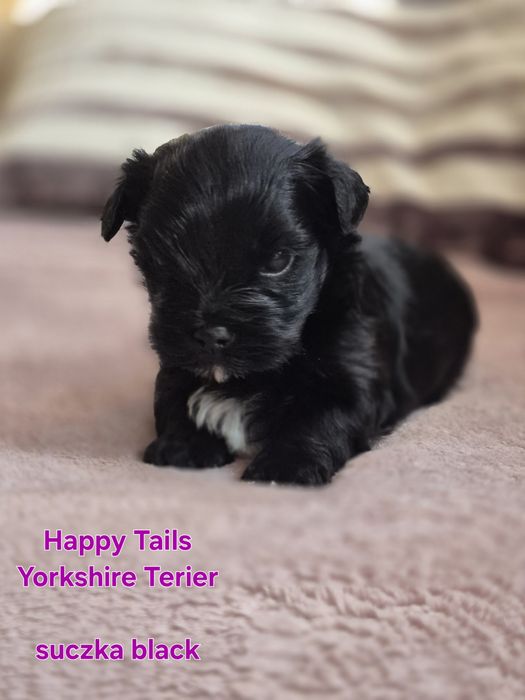 Yorkshire Terier ,suczka czarna
