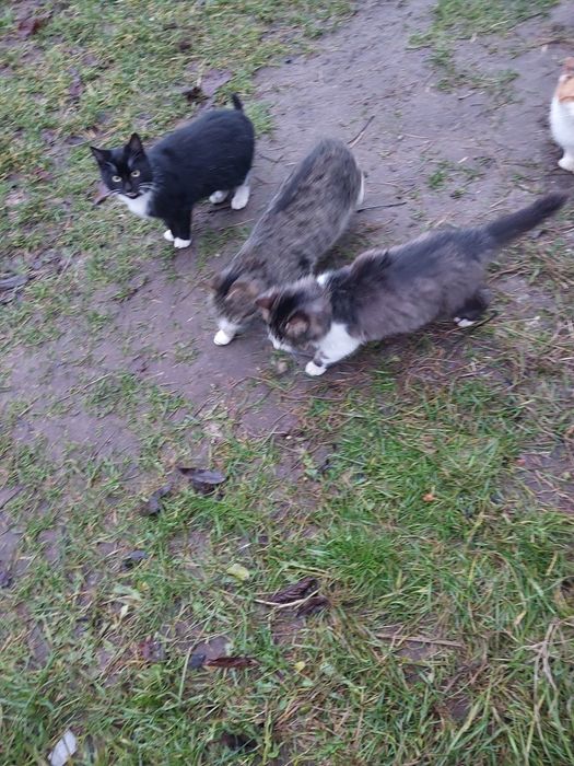 Do oddania piesek i kotki