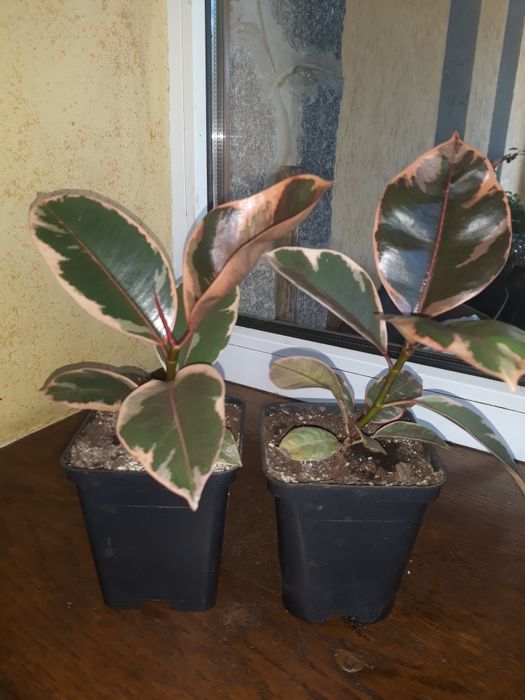 Продам фікуси ,Беліз.,Тенеке.