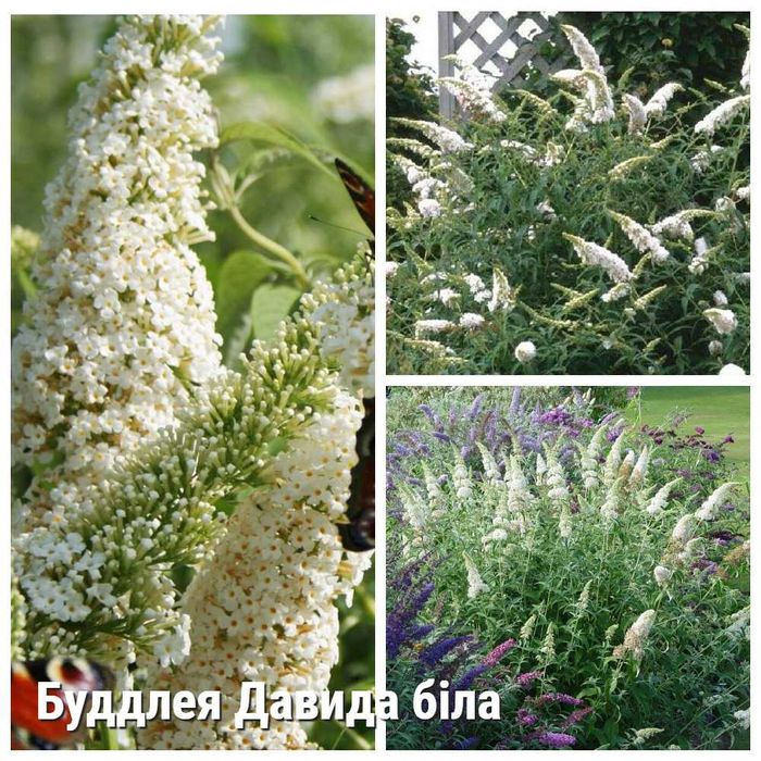 Буддлея Давида Black Knight, Sugar Plum, біла