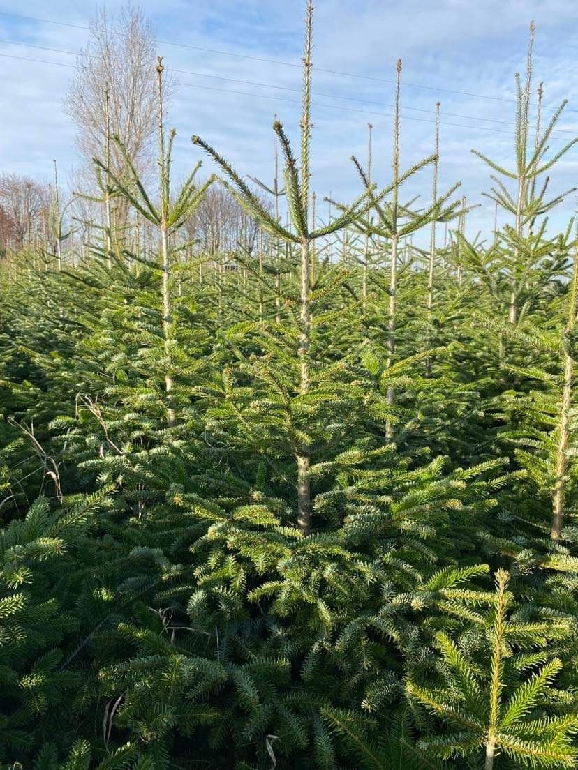 Jodła kaukaska, choinki, prywatna plantacja