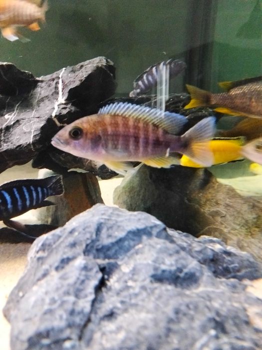 Ciclídeos africanos  - pack 3 fêmeas Aulonocara