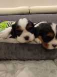 Cavalier King Charles Spaniel