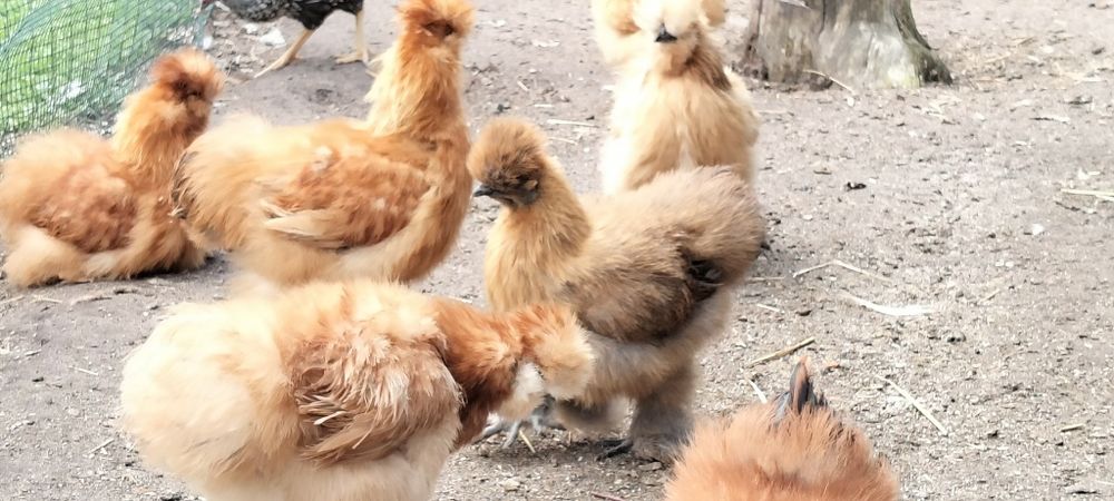 Silki kurki i koguty