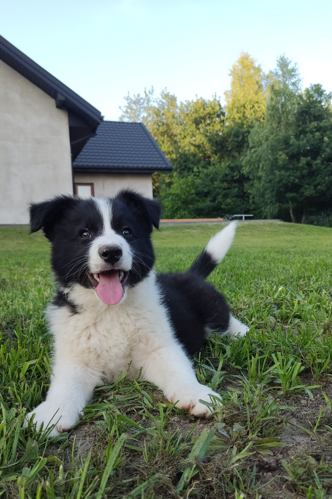 Wspaniały piesek Border Collie - gotowy do odbioru! Barni
