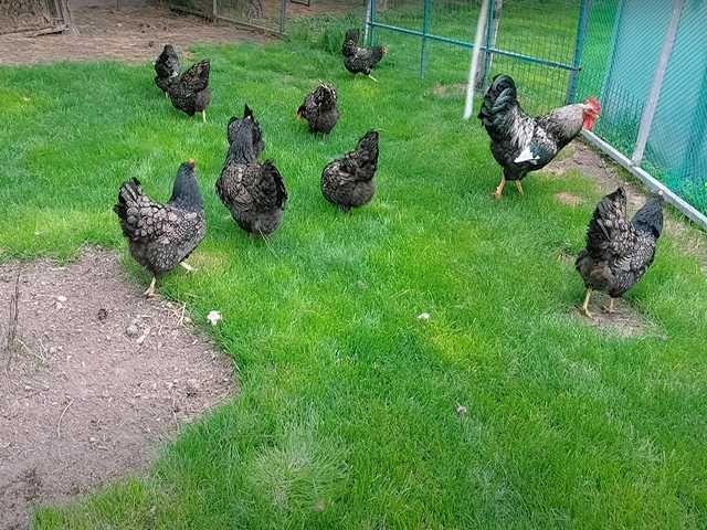 Яйце на інкубацію, Барневельдер: блакитноокаймленний, золото, срібло.