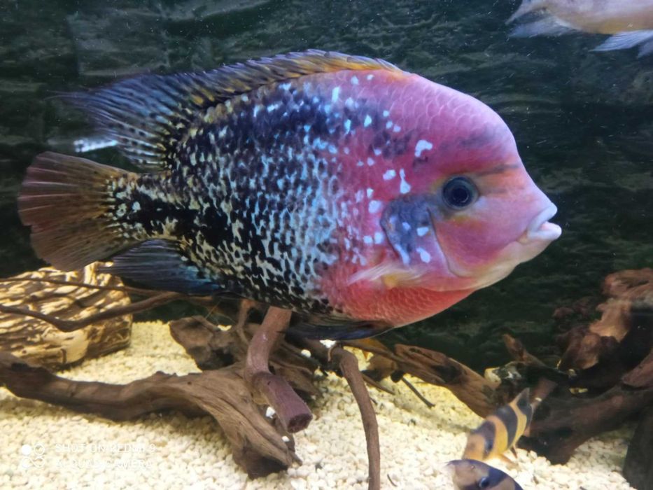 Sprzedam pielęgnice vieja wielobarwna