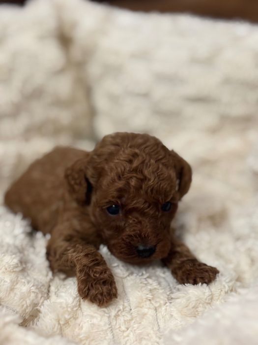 Pudel red chłopczyk