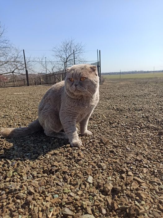 В'язка шотландського кота