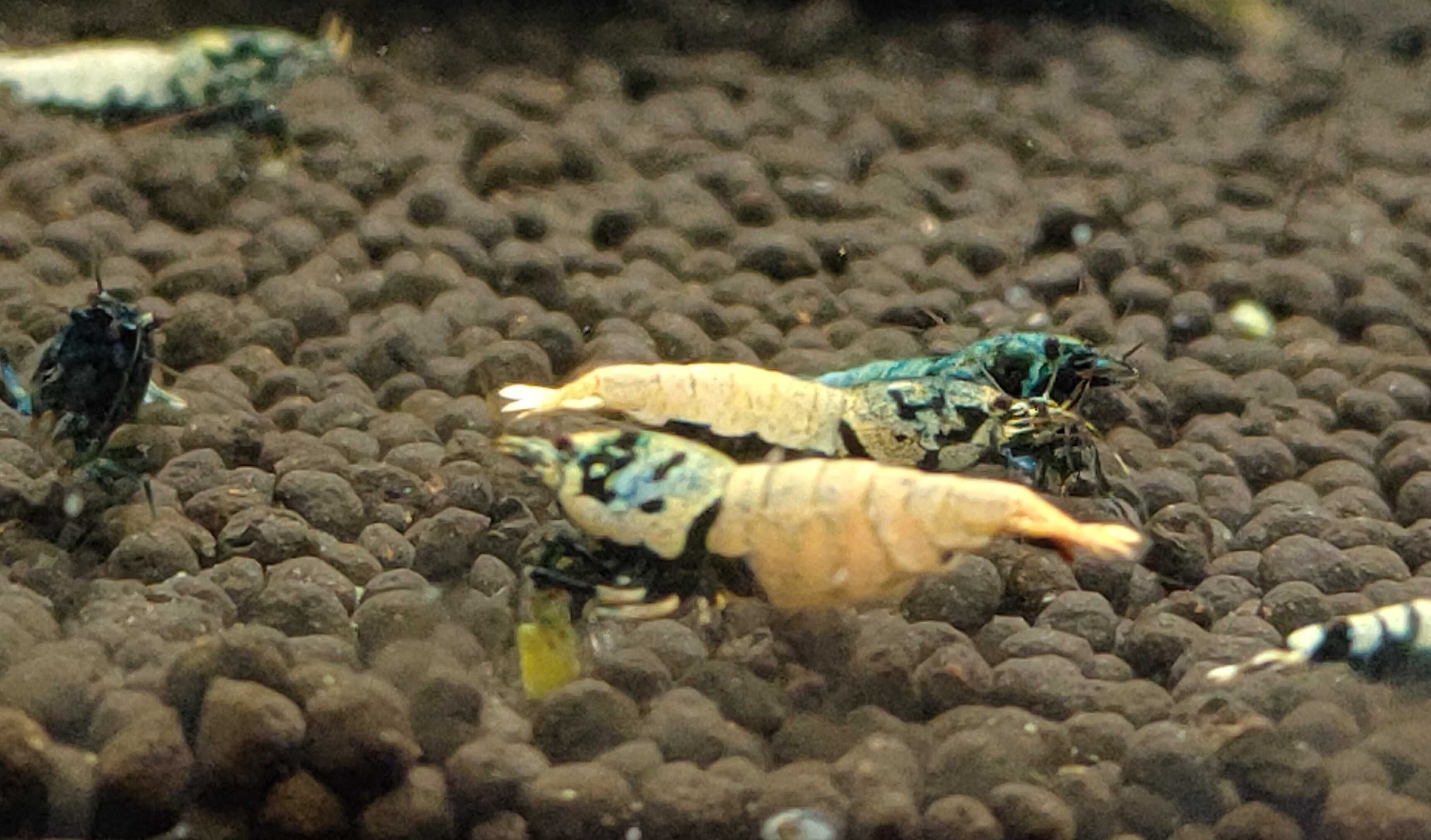 Krewetki Caridina BOA MID Zamiana GRATIS PROMOCJA