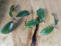 Hoya erithrina IML ukorzenione sadzonki
