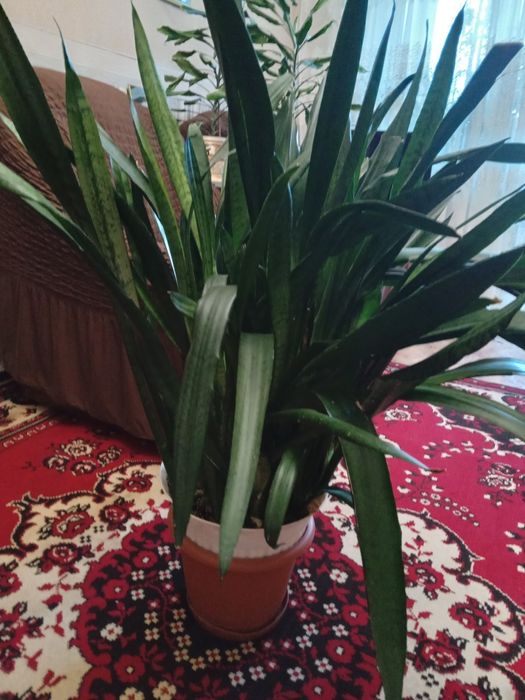 Комнатные растения