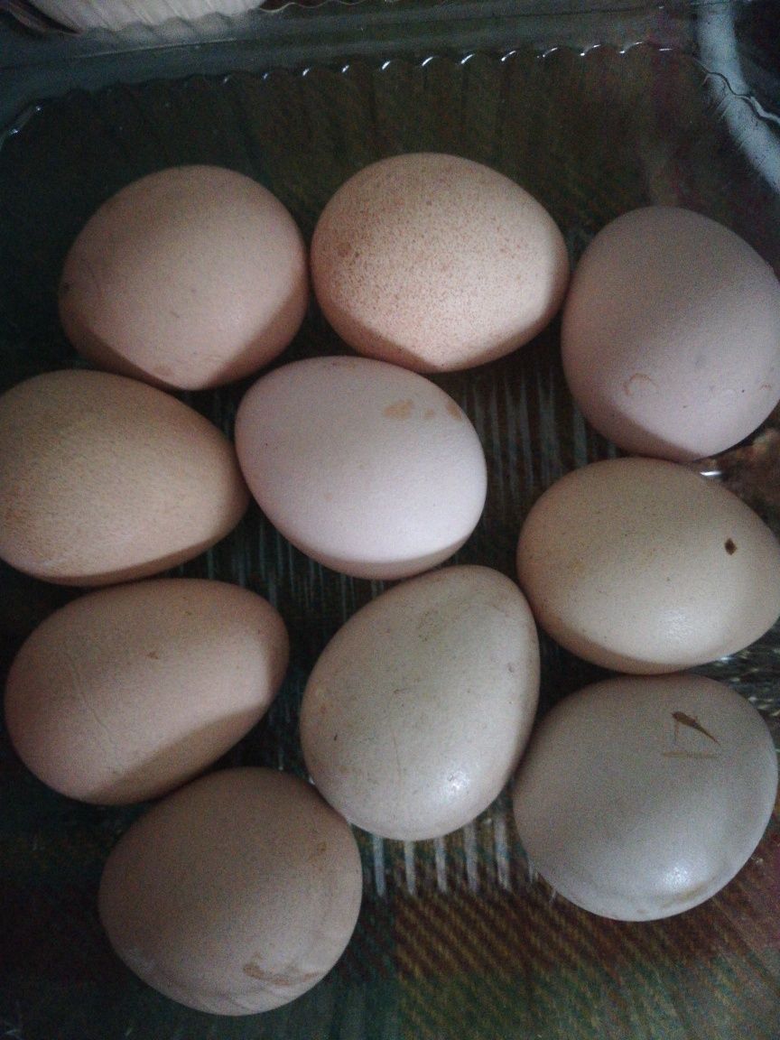 Яйце легорн, пантарки (цисарки)