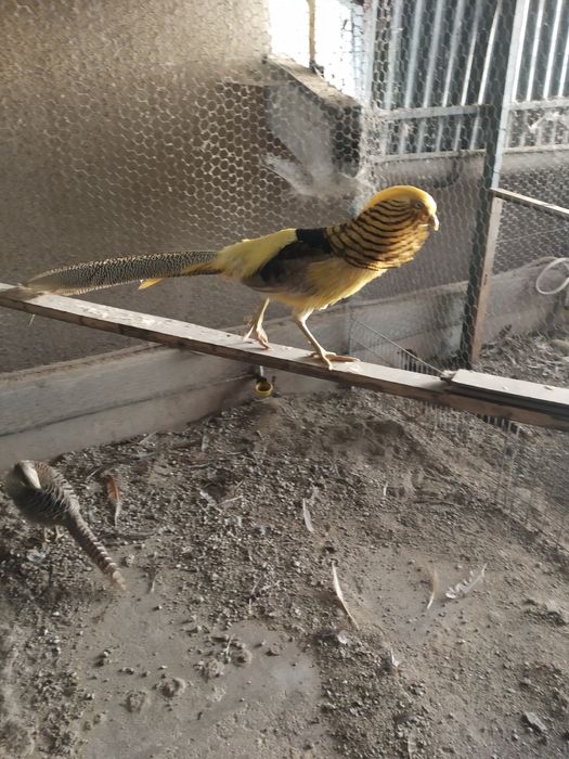 Tenho , ovos galados  de faisoes dourados .