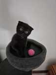 Gatinho "Scotish Fold"
