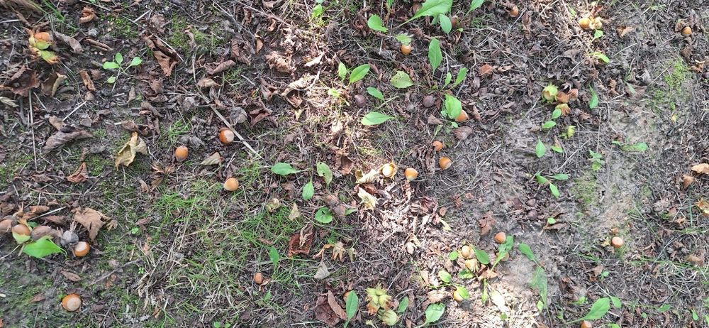 Orzechy laskowe Samozbiory orzechów laskowych