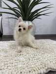 Spitz anão alemão m miniatura