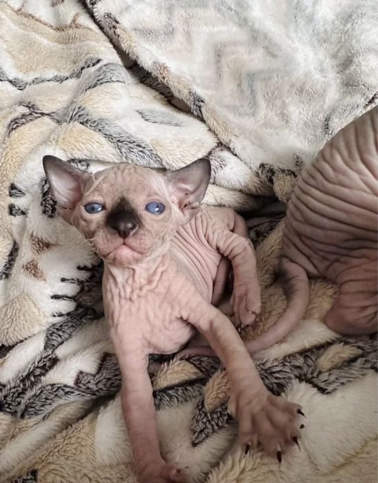 Канадочки девочки под бронь