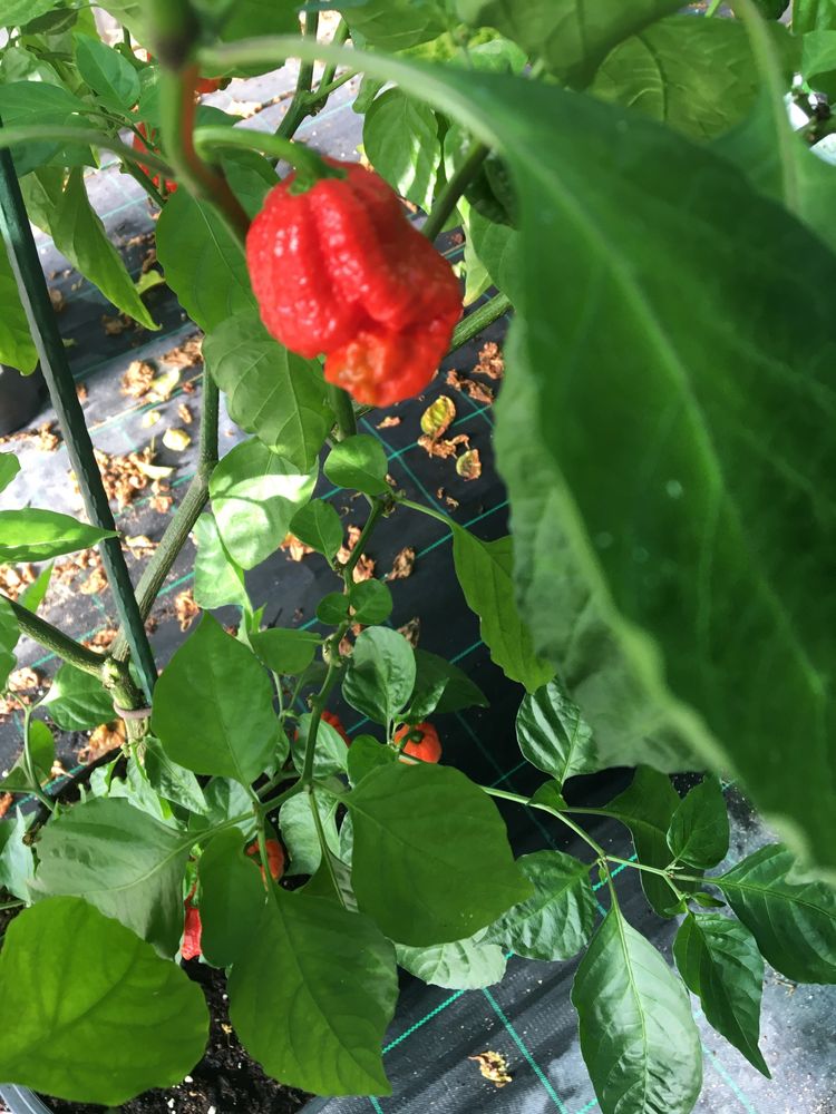 Sementes de 7 pot red