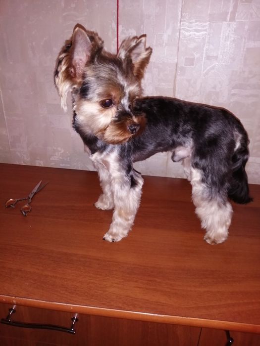 Стрижка собак малих порід послуги грумера виїзд на дом м.Васильків