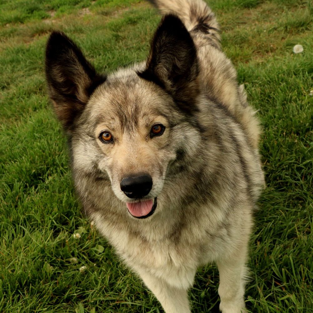 Łagodny i wesoły w typ husky do adopcji