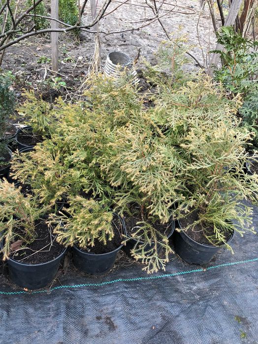 Декоративні рослини