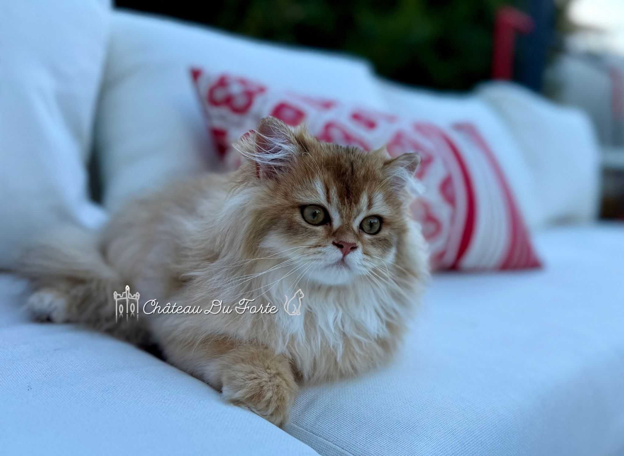 Macho British Longhair | Pedigree & LOP | Companhia