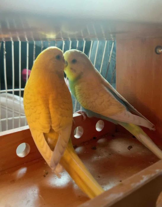 Sprzedam papugi faliste