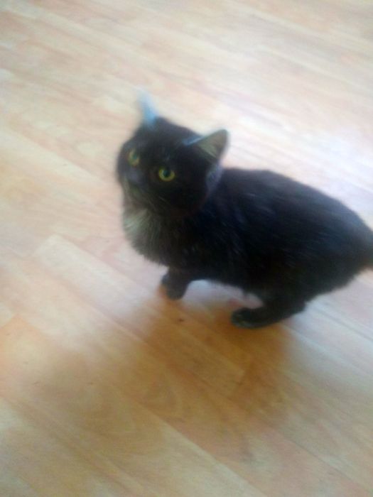 Львів, віддам в добрі руки