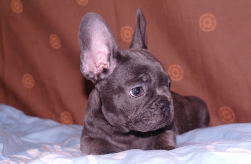 Голубой мальчуган